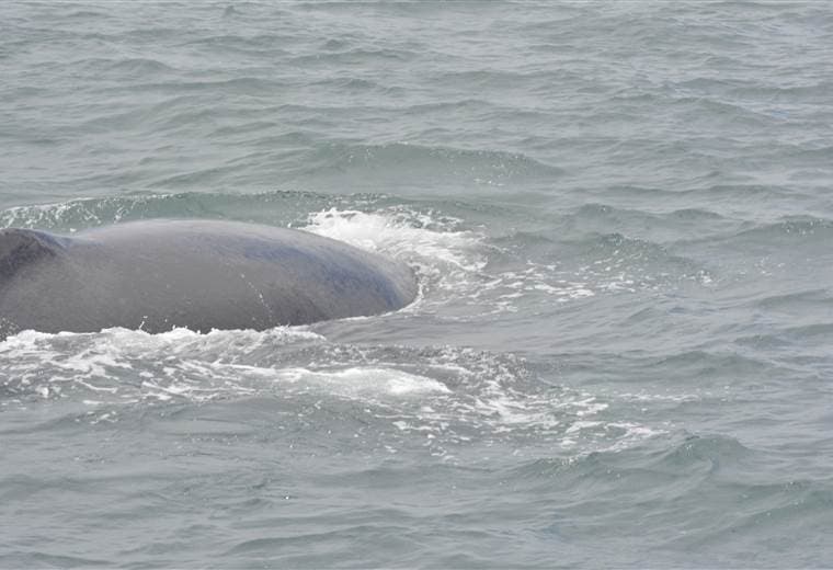 Sequía extrema y aguas con temperatura de jacuzzi diezmaron delfines en Brasil en 2023