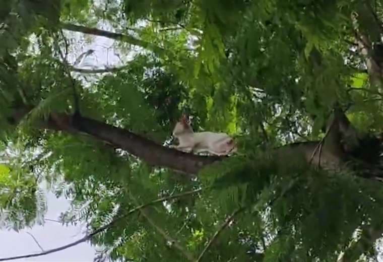 ¡Bomberos al rescate! Vea cómo salvaron a gatito en peligro a 12 metros de altura