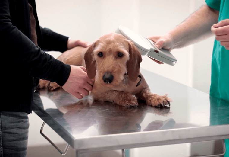 ¿Cada cuánto debemos llevar a nuestras mascotas al veterinario?