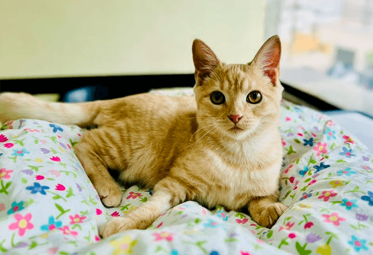 Adopte a un amigo fiel: "Bombero"