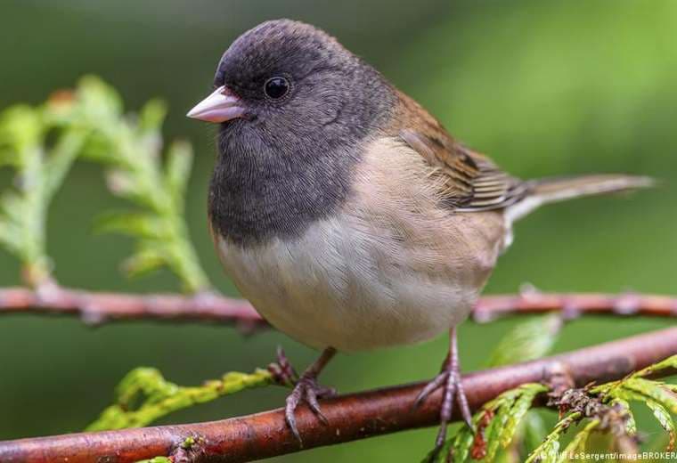 Los picos de las aves cambiaron durante la pandemia y volvieron a cambiar después