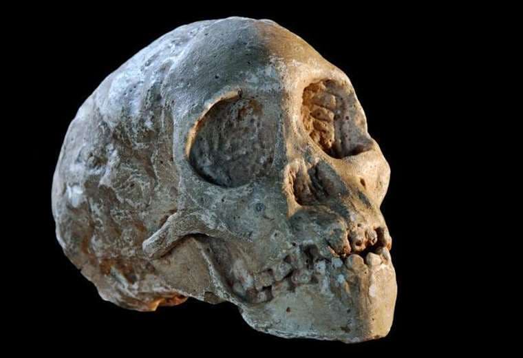 Niño de Taung: el hallazgo que cambió nuestra comprensión sobre el origen humano