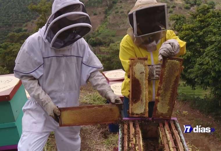 El laboratorio de abejas