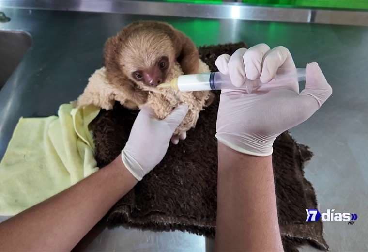 El hospital de la fauna