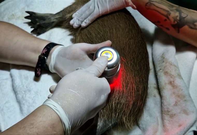 Intensifican esfuerzos para sanar a capibara lesionada