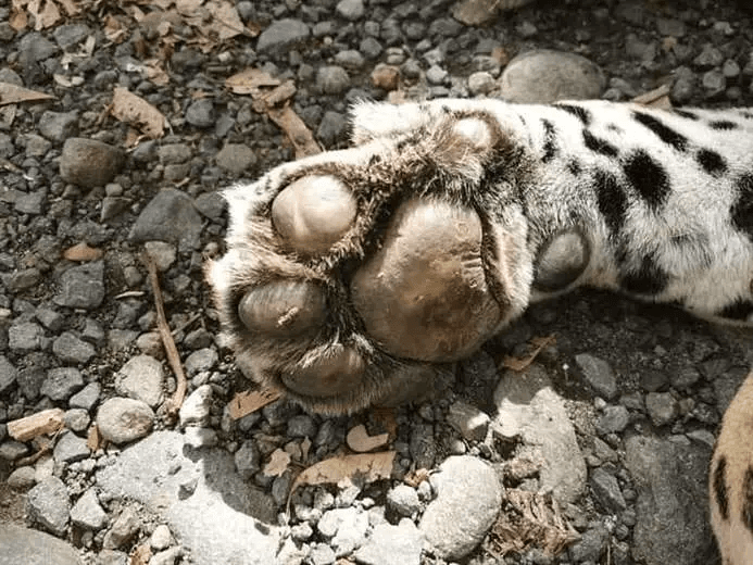 SINAC ante violación a fauna silvestre: “Ocupamos que la gente denuncie”