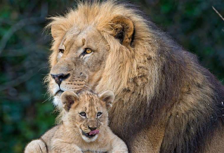 ¿Qué es "ser un buen padre", biológicamente hablando?