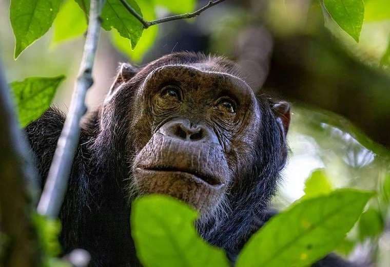 Cómo los chimpancés y otros animales se curan a sí mismos