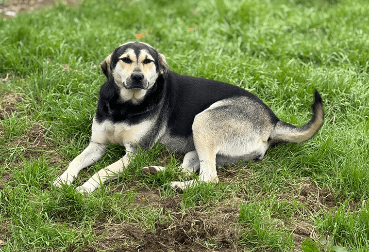 Adopte a una amiga fiel: "Sol"