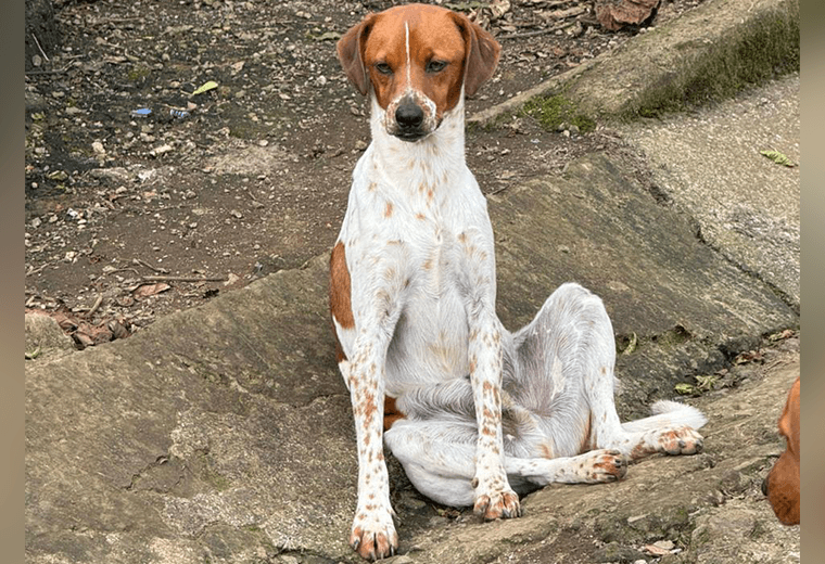 Adopte a un amigo fiel: "Daniel"