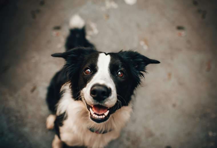 Día del Perro: el mejor plan de fin de semana está junto a su mascota