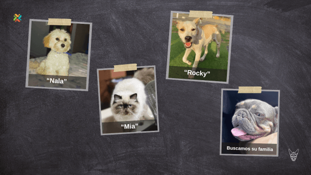 ¡De vuelta a casa! Ayude a reunir a estas mascotas con sus familias