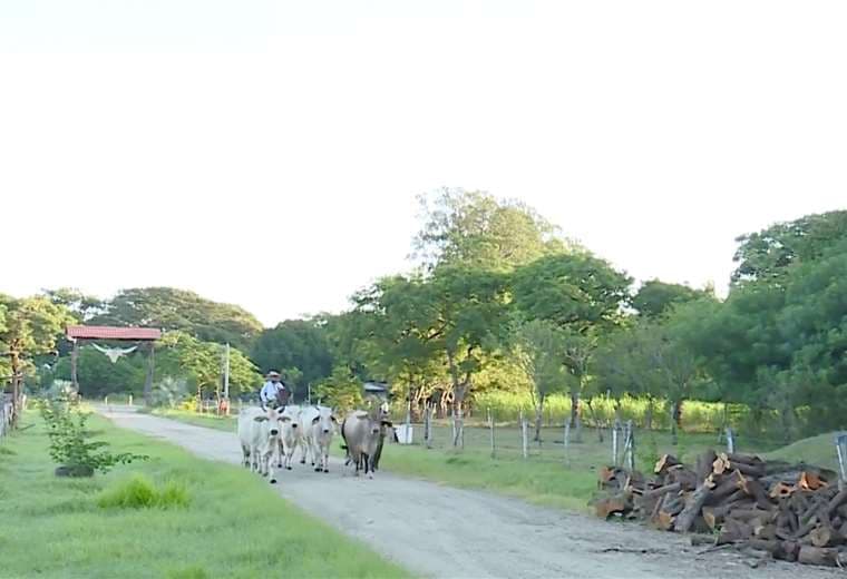 Así es un día en la vida del verdadero sabanero guanacasteco