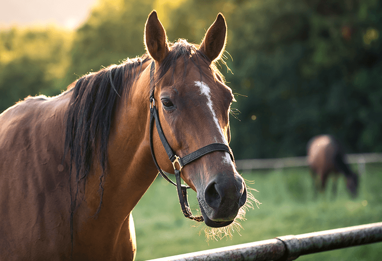 ¡Atención, dueños de caballos! Senasa anuncia casos de enfermedad parasitaria