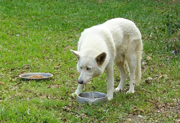“Cada minuto cuenta”: Conozca qué debe hacer si su mascota se intoxica