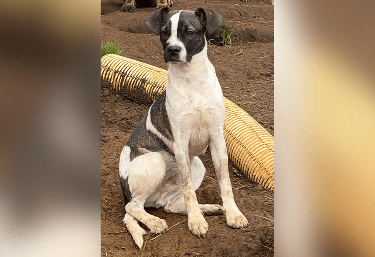 Adopte a un amigo fiel: ‘Oliver’