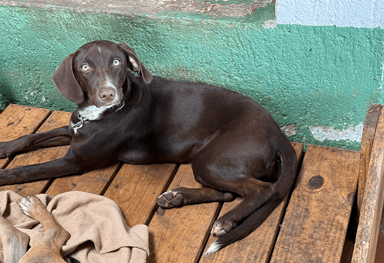 Adopte a una amiga fiel: ‘Sara’