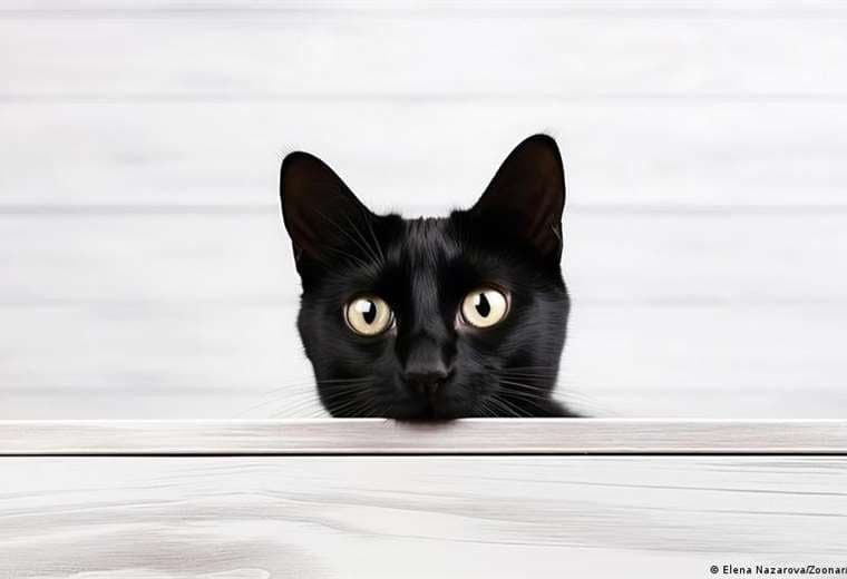 Sorprendente genoma del cáncer en gatos puede ayudar a tratar a humanos, revela estudio