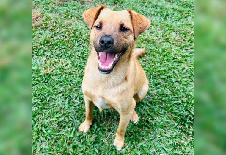 Adopte a un amigo fiel: ‘Fénix’