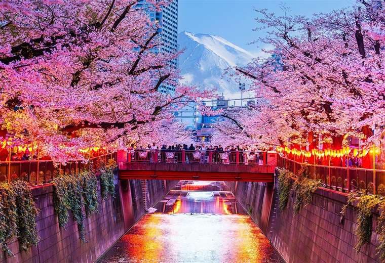 Cancelan famoso festival de los cerezos de Japón ante mal comportamiento de turistas