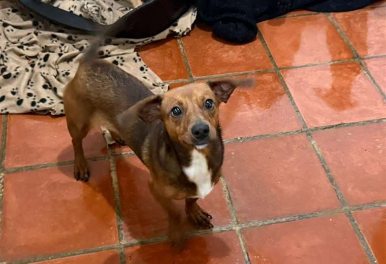 Adopte a una amiga fiel: 'Lucía'