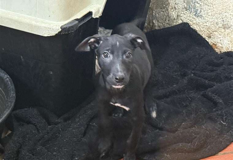 Adopte a una amiga fiel: 'Loli'