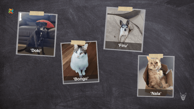 Estas mascotas siguen sin aparecer: ayúdelas a regresar a casa