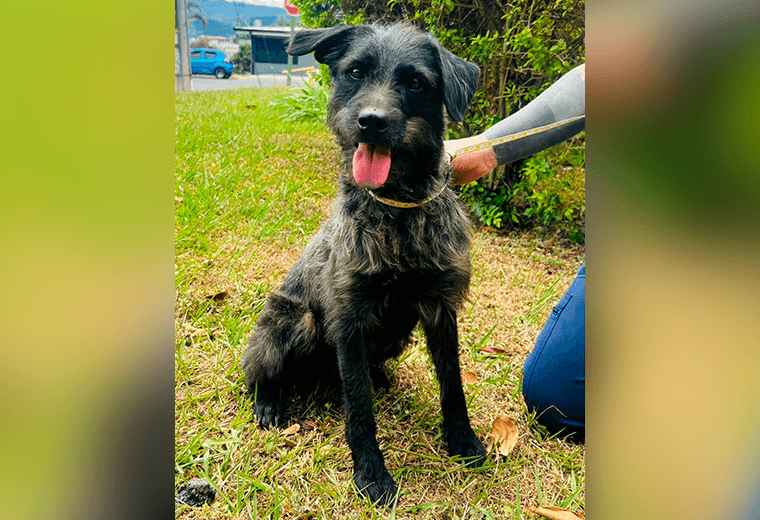 Adopte a un amigo fiel: 'Lucas'