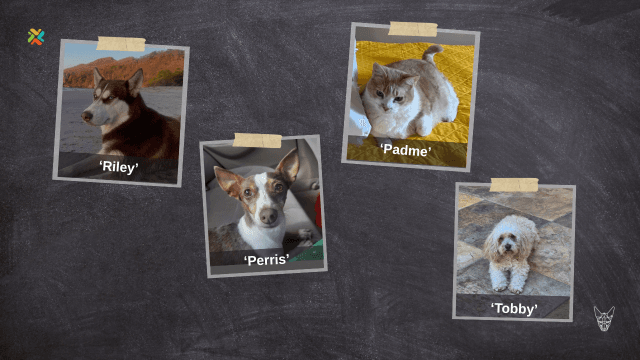 Familias piden ayuda para llevar a sus mascotas perdidas de vuelta a casa