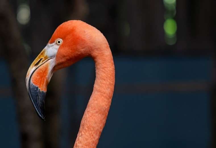 Flamenco rescatado en Limón tuvo una recuperación "increíble", pero no podrá ser liberado