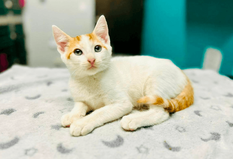 Adopte a un amigo fiel: 'Daemond'