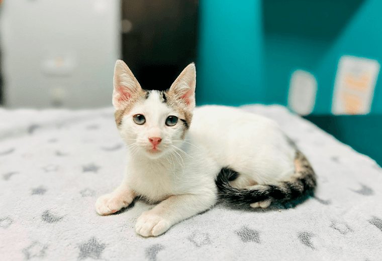 Adopte a un amigo fiel: 'Sr. Criston Cole'