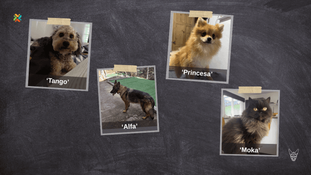 ¡De vuelta a casa! Repase los casos de esta semana de mascotas perdidas