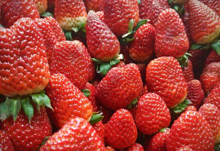 Feria Nacional de las Fresas 2026 regresa a Vara Blanca