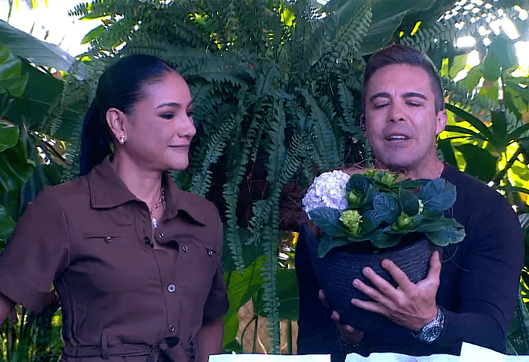 Lo que debe hacer ahora para que sus plantas sobrevivan la temporada lluviosa en Costa Rica