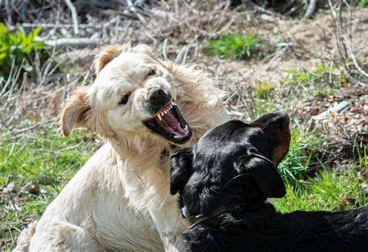 ¿Por qué Senasa no lleva conteo de perros de “razas peligrosas” en Costa Rica?