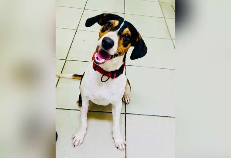 Adopte a un amigo fiel: 'Manchitas'