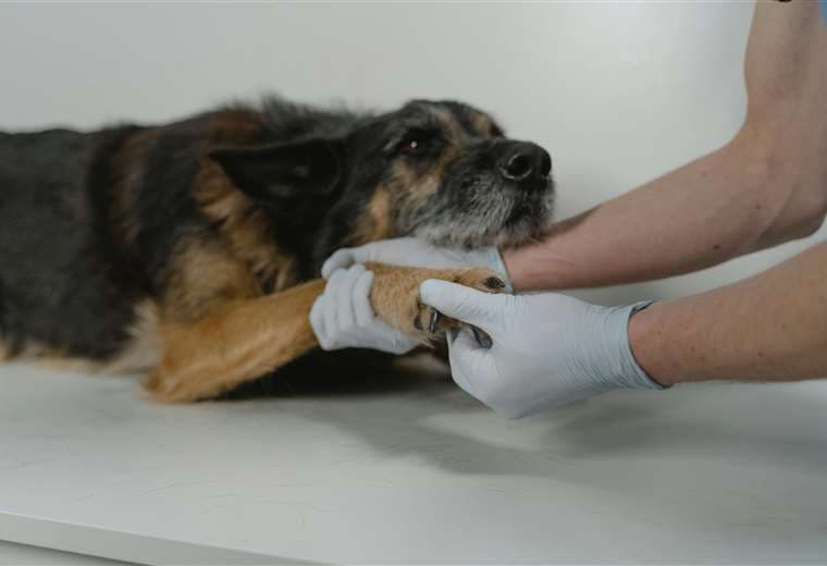 Salmonelosis en mascotas puede transmitirse a humanos, advierte veterinaria de la UNA
