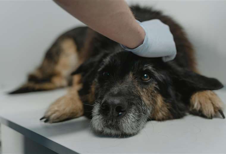 Colitis en mascotas: diarreas y sangre en las heces alertan sobre inflamación intestinal