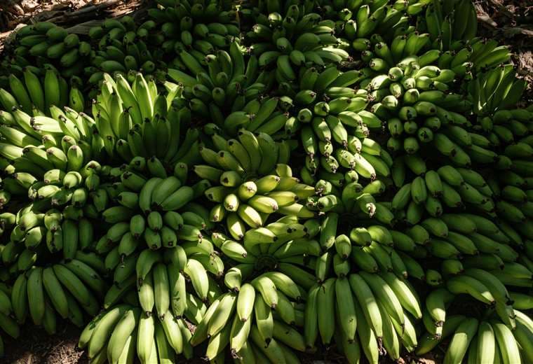 Del Monte anuncia cierre de cuatro fincas y despido de 850 personas por tipo de cambio