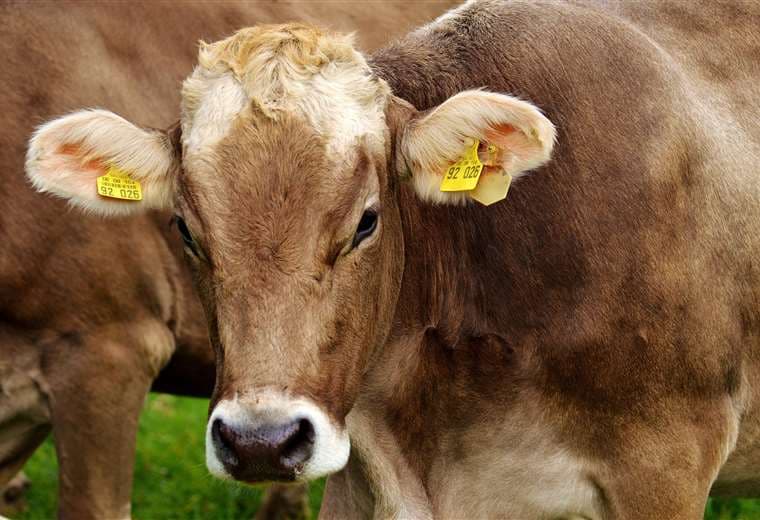 EE. UU. confirma segundo caso de un parásito devastador para el ganado