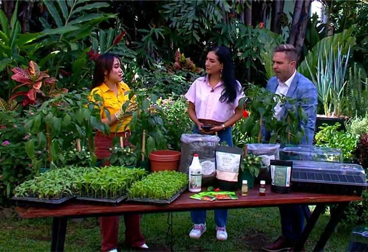Consejos para cultivar culantro, tomate y chile dulce en macetas