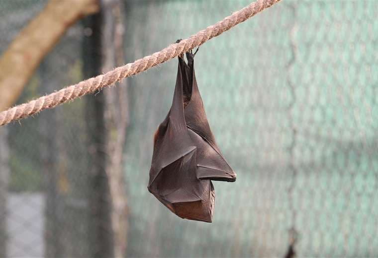 Niño de 11 años muere de rabia en Canadá tras despertarse con un murciélago en la cara
