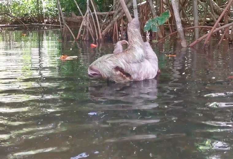 Pegando con Cerca: ¡Enamórese del Caribe Sur!