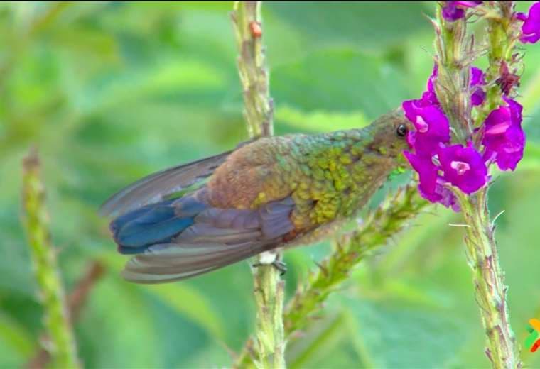 Pegando con Cerca: Monteverde, un destino que hay que visitar al menos una vez en la vida