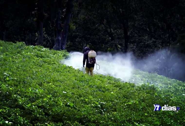 Ruta natural para combatir las plagas