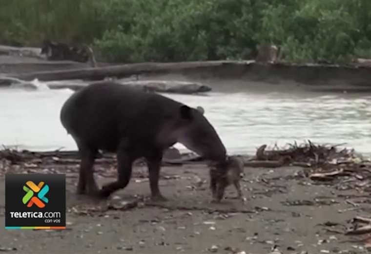 Video: Danta se apoya en su mamá para cruzar río en Corcovado