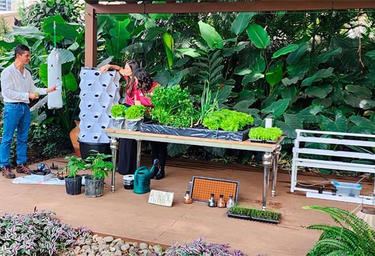 Huertas urbanas: cómo iniciar su propio cultivo hidropónico