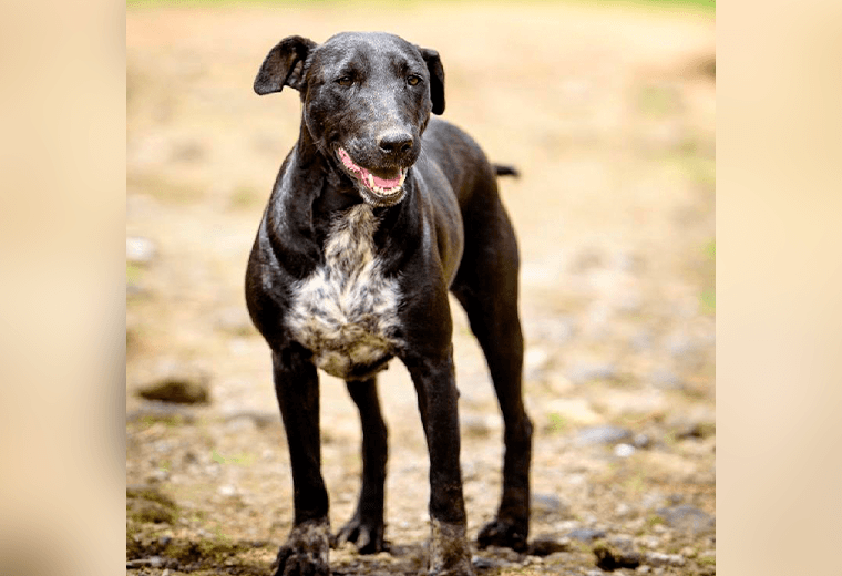 Adopta a una amiga fiel: ‘Alicia’