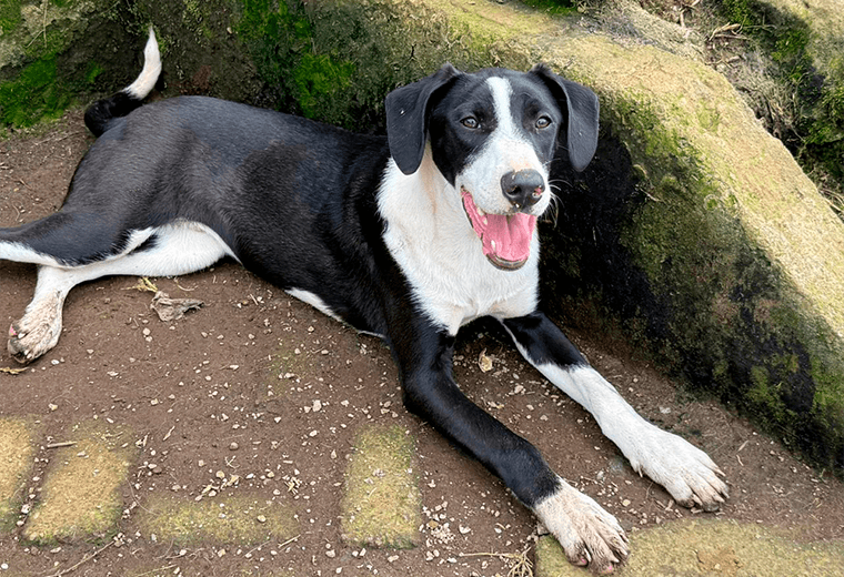 Adopte a un amigo fiel: ‘Ignacio’